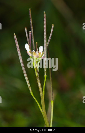 Hairy-amer (Cardamine hirsuta) cresson flower Banque D'Images