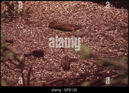 Un Chipmunk de l'est (Tamias striatus) dans la réserve forestière d'Adirondack, New York. Ce petit mammifère est commun dans les zones boisées et joue un rôle important dans l'écosystème local. Banque D'Images