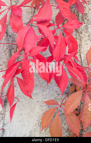 Rouge automne vignes grimpantes Parthenocissus quinquefolia Woodbines ou grimper sur un mur de ciment à Stockholm en octobre. Banque D'Images