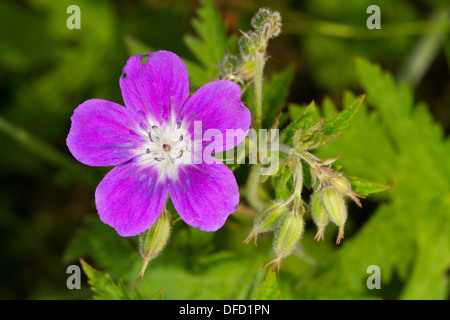 Géranium sanguin (Geranium sylvaticum bois fleur) Banque D'Images