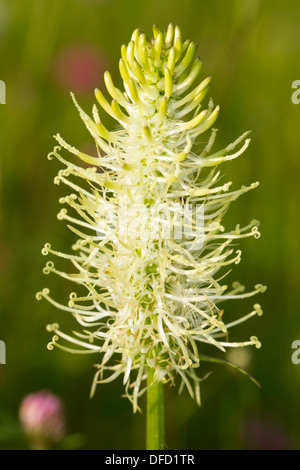 (Phyteuma spicatum Rampion dopés) Banque D'Images