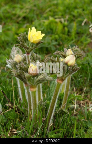 Anémone pulsatille des Alpes (Pulsatilla alpina apiifolia) Banque D'Images