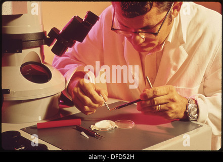 Le Dr John Couch, pathobiologiste au Gulf Breeze Laboratory de l’EPA, utilise un microscope électronique dans ses recherches, contribuant ainsi à des études sur la santé environnementale et la sécurité publique. Banque D'Images