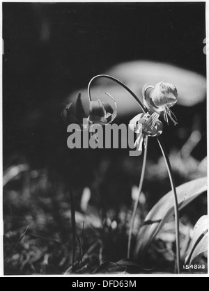 L'Erythronium Parviflorum (Dent de chien violette), Umatilla, Oregon. 1920. 299128 Banque D'Images