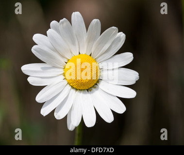 Marguerite blanche fleur Banque D'Images