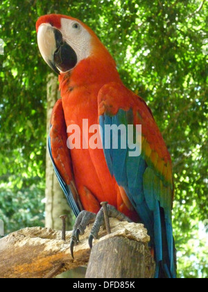 Un ara rouge (Ara macao) est assis sur une branche dans la forêt amazonienne près d'Iquitos, Pérou Banque D'Images