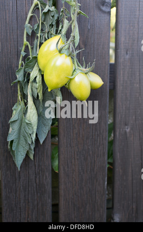 De tomates vertes sur fond en bois et décoration. Banque D'Images