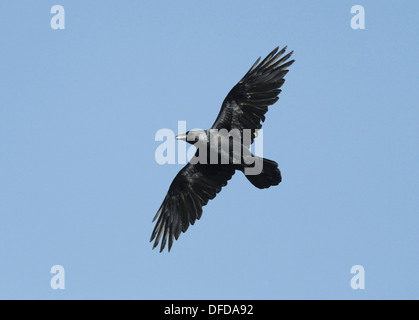 Grand corbeau Corvus corax Banque D'Images