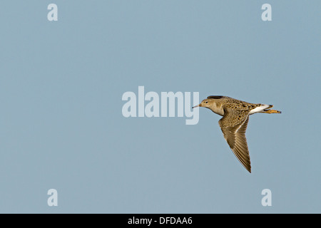 Ruff Philomachus pugnax Banque D'Images