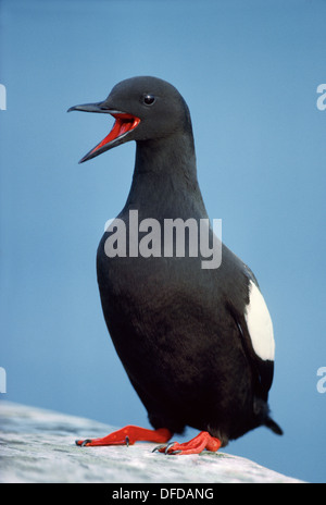 Le Guillemot à miroir (Cepphus grylle) Banque D'Images