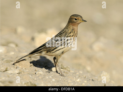 Pipit à gorge rousse Anthus cervinus Banque D'Images