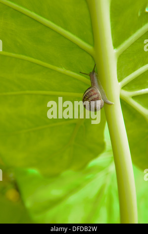 Escargots visqueux de monter la tige principale d'une feuille d'oreilles d'éléphant Banque D'Images