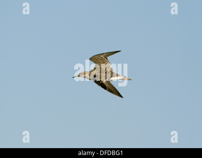 Ruff Philomachus pugnax Banque D'Images