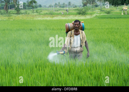 L'homme indien une pulvérisation de pesticides avec des cultures de riz. L'Andhra Pradesh, Inde Banque D'Images