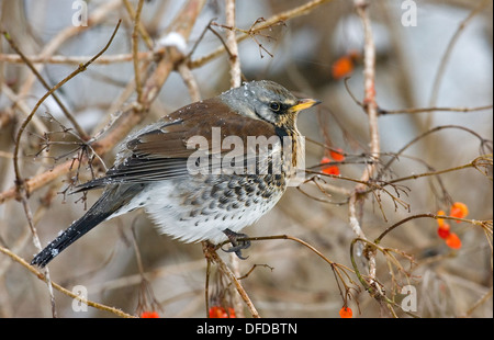 F Turdus Fieldfare Banque D'Images