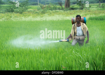 L'homme indien une pulvérisation de pesticides avec des cultures de riz. L'Andhra Pradesh, Inde Banque D'Images