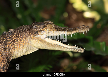 Un jeune saltwater crocodile, bouche ouverte et montrant les dents. Crocodylus porosus, Australie Banque D'Images