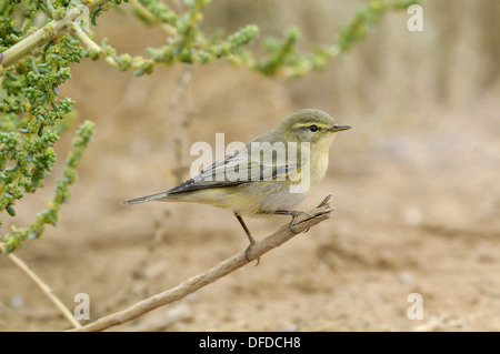 Phylloscopus trochilus Willow Banque D'Images