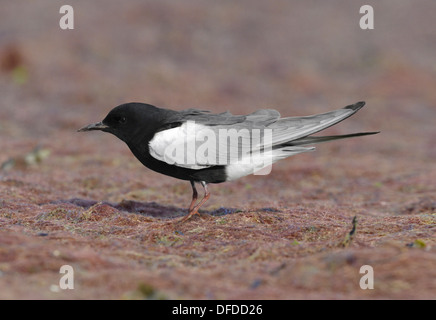 La Guifette noire Chlidonias leucopterus Banque D'Images