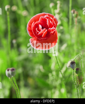 Rouge Coquelicot Banque D'Images