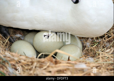 Cygne tuberculé Cygnus olor Banque D'Images