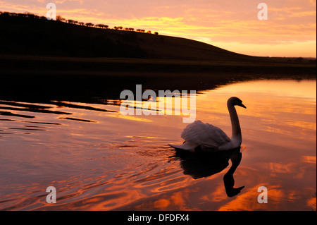 Cygne tuberculé Cygnus olor Banque D'Images