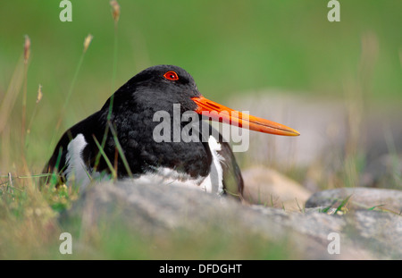 Huîtrier pie Haematopus ostralegus Banque D'Images