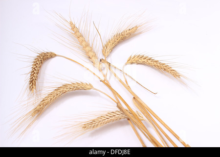 Les épis de blé isolé sur fond blanc. Пшеницы Колосья изолированные белом фоне, на Banque D'Images
