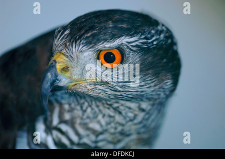 Portrait d'un Autour des palombes (Accipiter gentilis). Banque D'Images