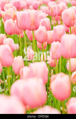 De nombreuses tulipes roses foisonnent dans un jardin au printemps Banque D'Images
