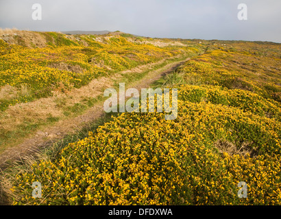 Paysage de falaises à St Agnes tête, Cornwall, Angleterre Banque D'Images