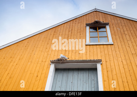 Les mouettes s'asseoir dans les nids sur mur en bois jaune rural en Norvège Banque D'Images