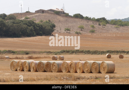 Pailles vu sur un champ dans l'île des Baléares de Majorque espagnol. Banque D'Images