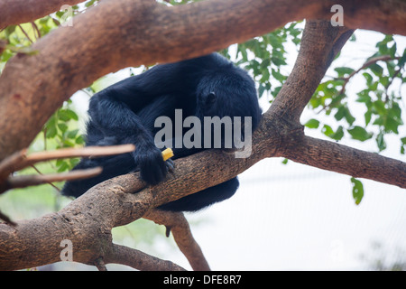 Singe Araignée noire dans un arbre à la bas Banque D'Images