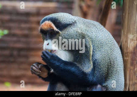 De Brazza's Monkey manger un morceau de fruit Banque D'Images