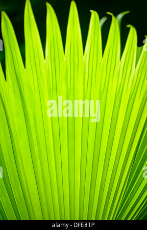 Photo close-up la beauté de la feuille de palmier détail dans Bali, Indonésie. Banque D'Images