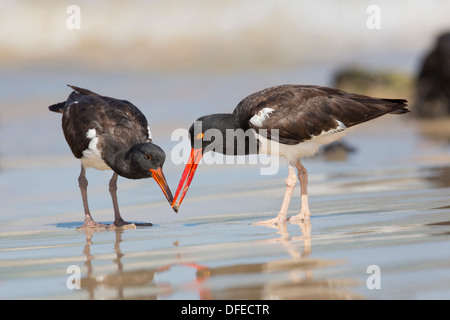 Huîtrier d'Amérique (Haematopus palliatus) adulte nourrissant un jeune - Isabela Island, îles Galapagos. Banque D'Images