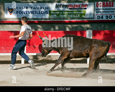 Le Français bull fighting,cours de la Tauromachie Camarguaise,Fontvieille France,Bull fighter et bull,à pleine charge,David Collingwood Banque D'Images