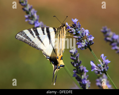 Tiger Swallowtail butterfly sur fleur de lavande Banque D'Images