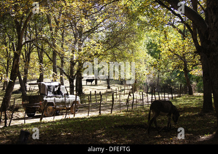 La forêt de noix dans Arslanbob, Kirghizistan Banque D'Images