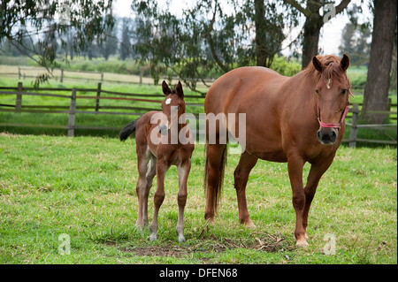 Cheval alezan Jument et poulain stand dans la zone d'exploitation agricole colombien, l'Amérique du Sud. Banque D'Images