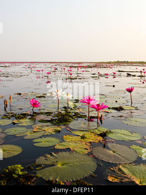 Le Lac de water lily, la Thaïlande, Udonthani Banque D'Images