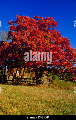 Blanc énorme chêne, Quercus alba,avec feuillage d'automne en pays, clôture et ancienne grange, Missouri USA Banque D'Images