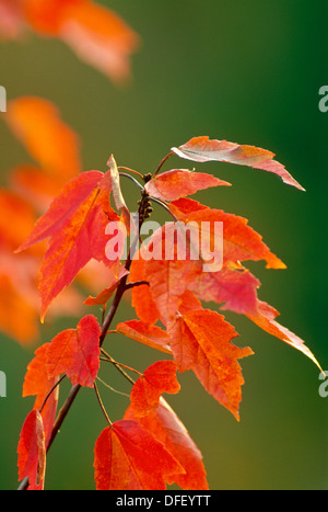 Close up of red maple, Acer rubrum, quitte New York USA Banque D'Images