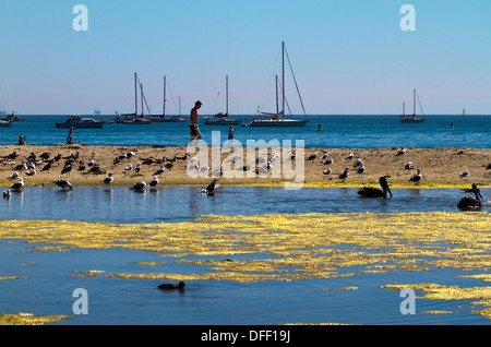 Les gens et les oiseaux partager la plage avec des bateaux amarrés dans l'arrière-plan et un marécage à l'avant-plan à Santa Barbara, Californie Banque D'Images