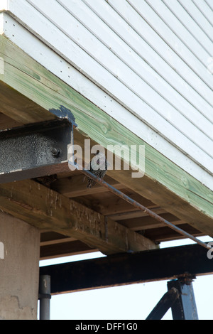 Starling sous look out hut Wells next the sea Norfolk Banque D'Images