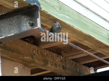 Starling sous look out hut Wells next the sea Norfolk Banque D'Images