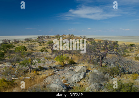 Les arbres croissant sur l'affleurement de granit antique Kubu Island (Lekhubu), avec le Makgadikgadi Pan derrière, Botswana Banque D'Images