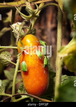 Vue rapprochée de plusieurs ravageurs sur la tomate. Banque D'Images