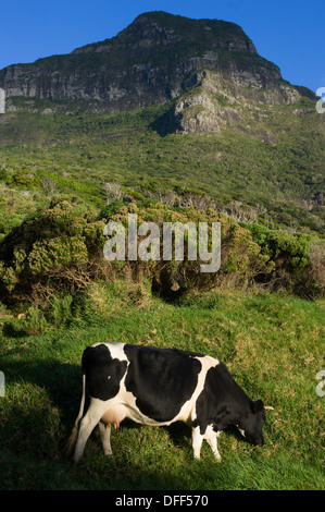 Vache en face du Mont Lidgbird, l'île Lord Howe, NSW, Australie Banque D'Images